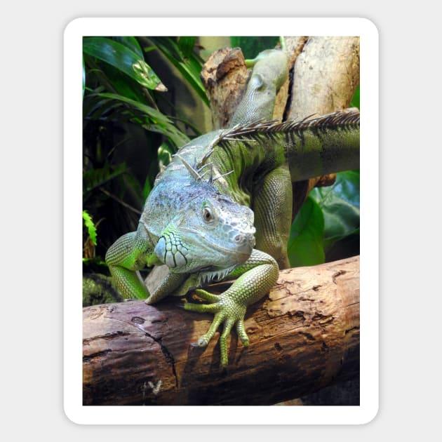 Green Iguana Sticker by kirstybush